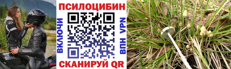 закладки  Красный Сулин  Псилоцибиновые грибы Psilocybe 